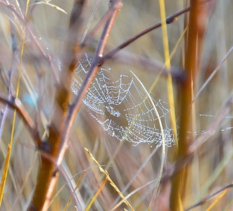 Spiders Webs