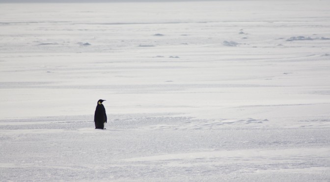 Lessons for the intermediate Tango dancer – inspired by penguins