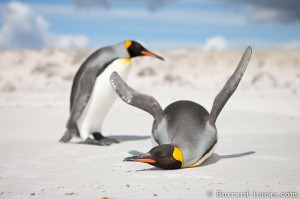 Two King Penguins