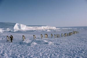 walking in line